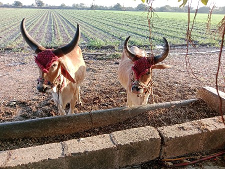 ગોડલા વેચવાના છે