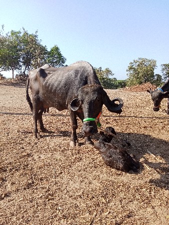 થંબનેલ 2