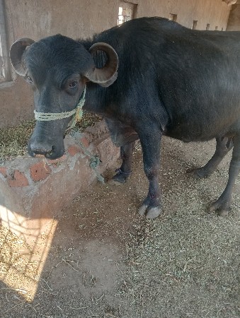 थंबनेल 3