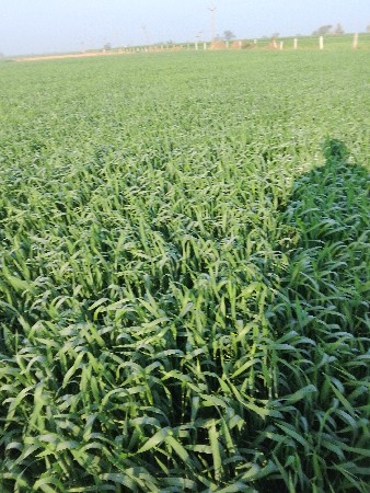 थंबनेल 3