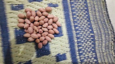 ગીરનાર 4 મગફળી