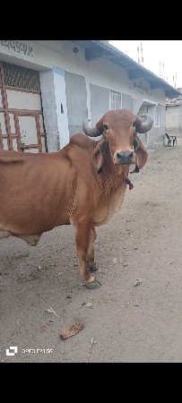 ગીર ગાય વેચવાની છે