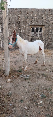 थंबनेल 2