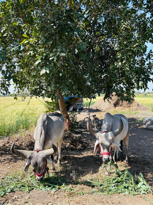 થંબનેલ 3