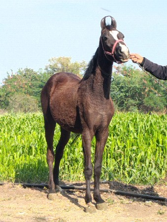 વછેરી ઘોડી વેચવાની છે