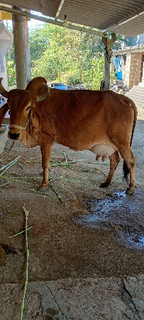 દેશી ગાય વેચવાની છે
