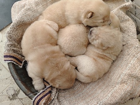 ચાઉ ચાઉ પપ્પી