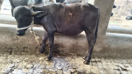 પાડો વેચવાનો છે