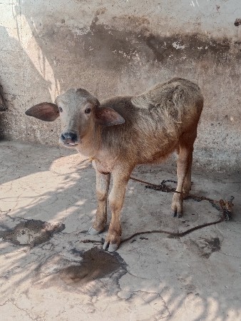 ભૂરો પાડો વેચવાનો છે