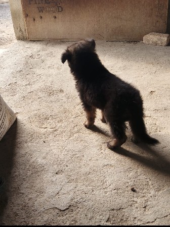 જર્મન સફર ફી મેલ