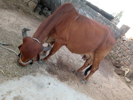 थंबनेल 2