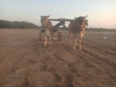 थंबनेल 3