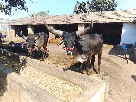 थंबनेल 3