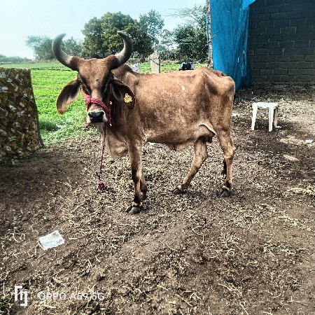 હોડકી વેચવાની છે તાજી છે  દુઘ 3