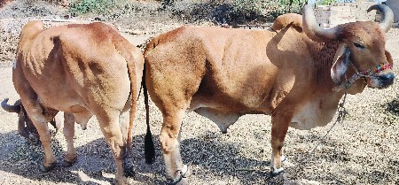 આ બળદ વેચવાના છે