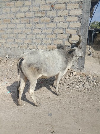 थंबनेल 2