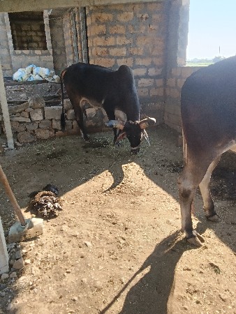 પેલીધરના ગોધલા વેસવાનાસે