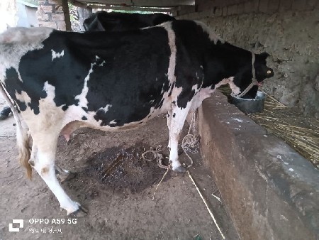 બે એસ એફ  ગાય આપવાની સે