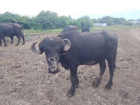 थंबनेल 2