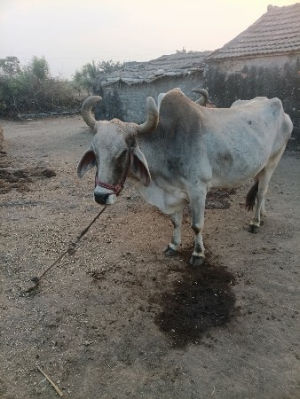 બળદ વેચવાનો છે