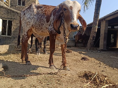 ગીર..વાછડો