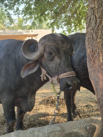 थंबनेल 2