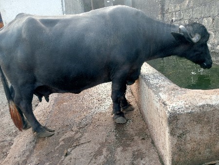 થંબનેલ 4