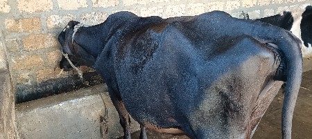 ગાય વોસવા ની છે
