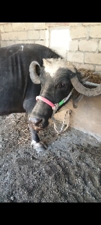 આ ખડેલી વેચવાનીછે