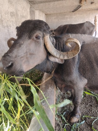 थंबनेल 2