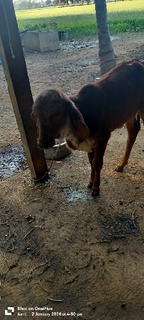 થંબનેલ 2