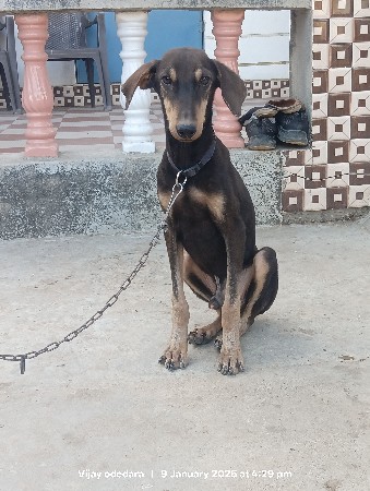 5 મહિના નો કુતરો વેસવાનો છે