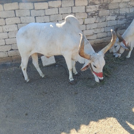 थंबनेल 2