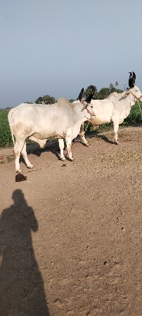 બે વાવણી વાવેલા