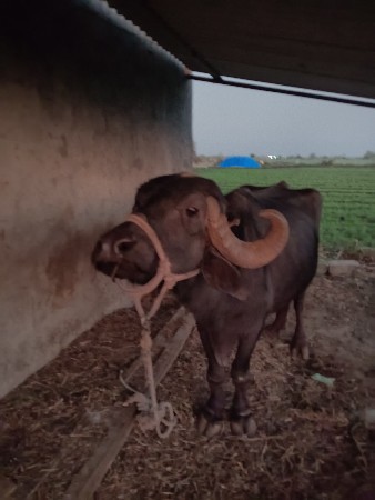 थंबनेल 3