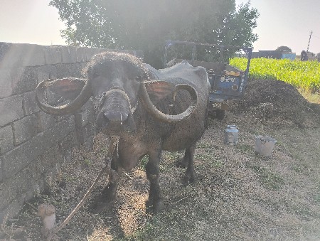 ભેંસ વેચવાની છે