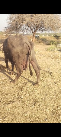 ખડેલી વેચવાની છે