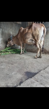 દેશી ગાય વેચવાની છે