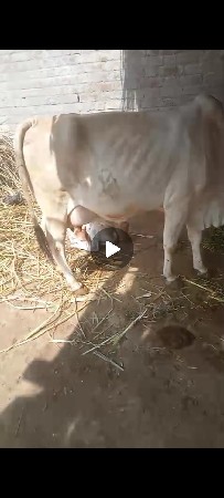 સફેદ ગીર ગાય છે