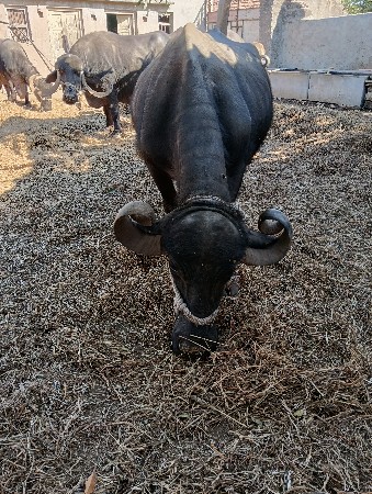 थंबनेल 2