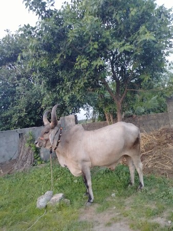 બળદ વેચવાનો છે