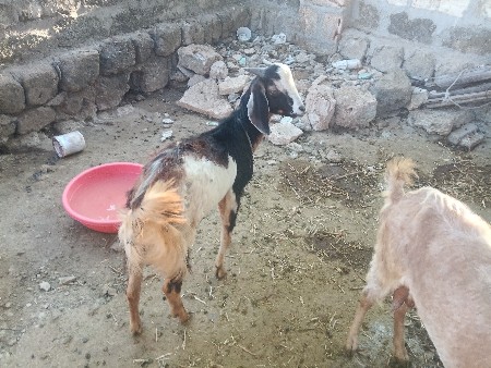 બકરો વેચવાનો છે