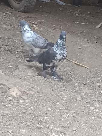 આ કબુતર નો જોટો વેચવાનો છે