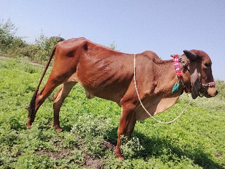 ગીર ગાય છે સાટા કરવા ના છે