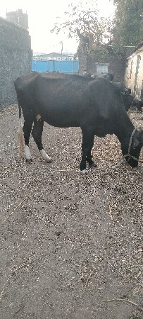 hf ગાય વેચવાની છે