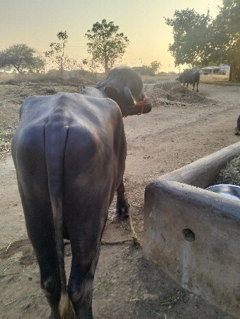 थंबनेल 3