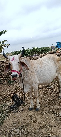 थंबनेल 3