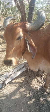 थंबनेल 3