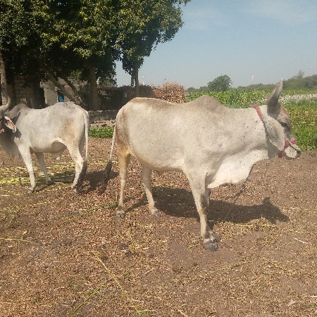 थंबनेल 3