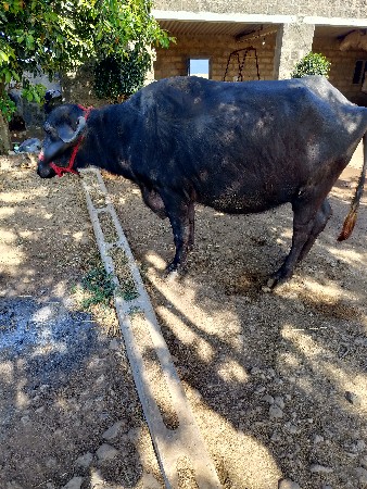 ભેસ વેચવાની છે